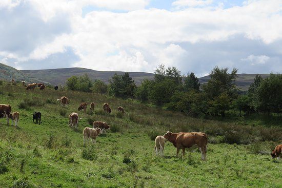 RSPB Geltsdale