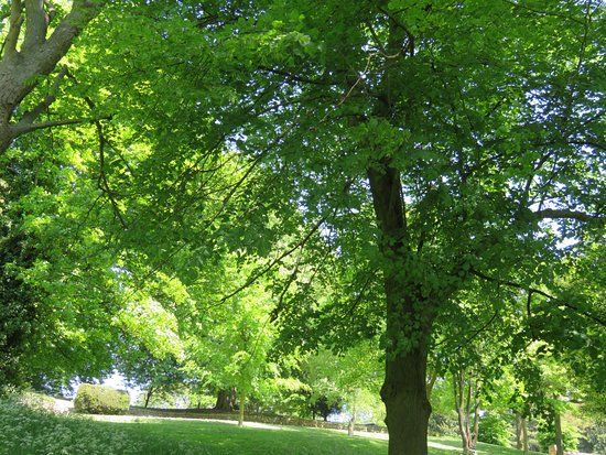 Lincoln Arboretum