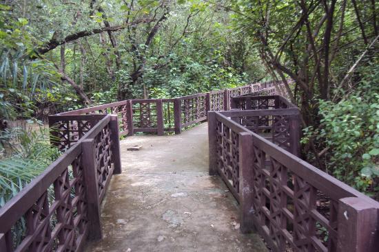 Sky View Tower and Mangrove Research Center