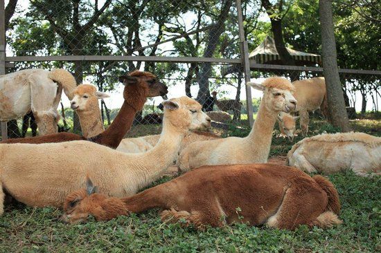 Taiwan Nonghui Leisure Farm