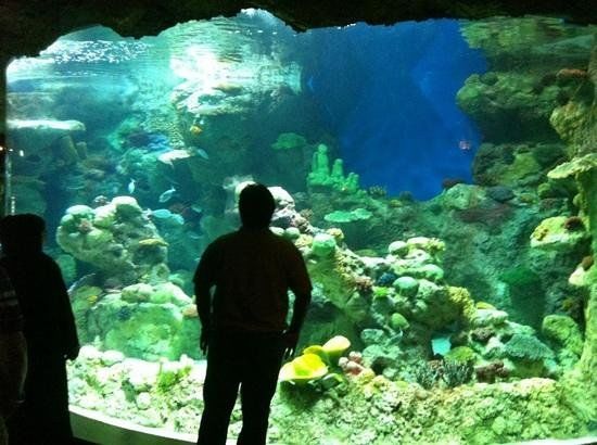 Fakieh Aquarium
