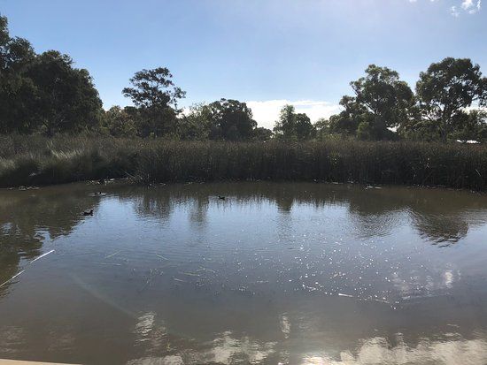 Oaklands Wetland